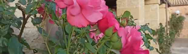 Le rose sono già fiorite nella Masseria Chicco Rizzo