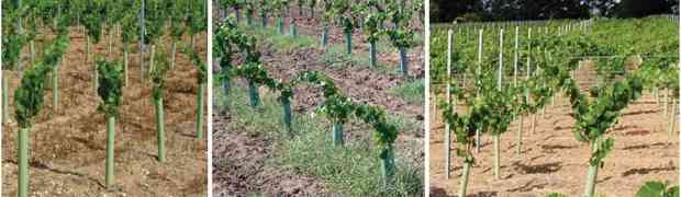 La protezione della vite e un supporto per la crescita della pianta con gli shelter per viticoltura