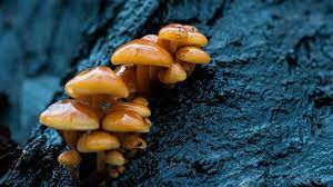 Funghi parassiti: le cause del decadimento non riguardano solo il legno