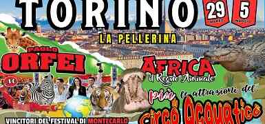 A Torino la prima nazionale 2024 del  Circo Paolo Orfei, presenta, “Africa, Il Regno Animale”
